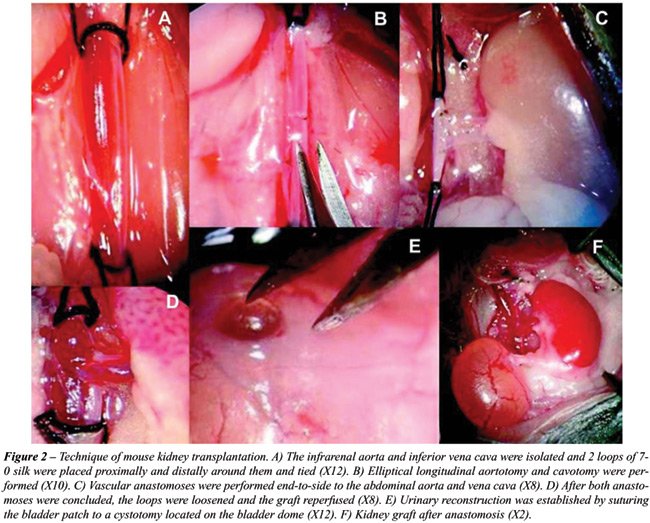 Implantation Bleeding Blood